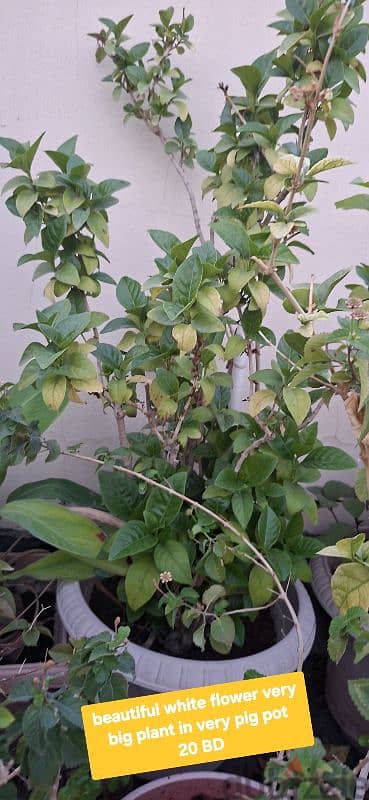 beautiful indior and outdoor plants for sale 17