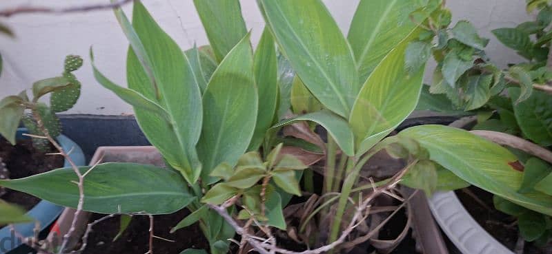 beautiful indior and outdoor plants for sale 18