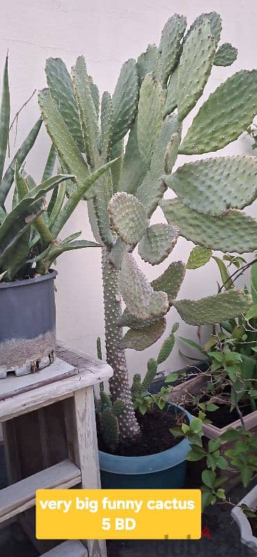 beautiful indior and outdoor plants for sale 19