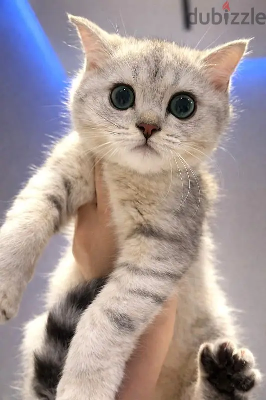 pure Scottish kitten
