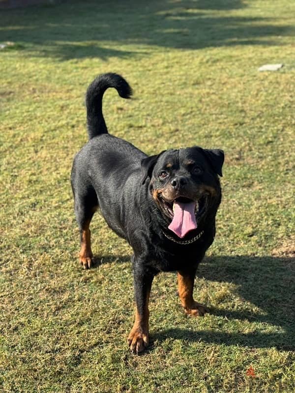 Rottwiler dog for sale - Dogs - 105637690