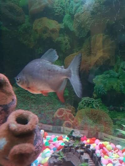 Paco fish pair - Fishes - 102504779