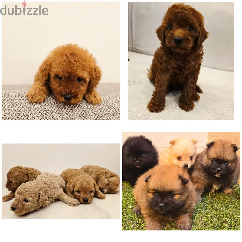 Mini Poodle ,pomernian,maltipo ,shitzu