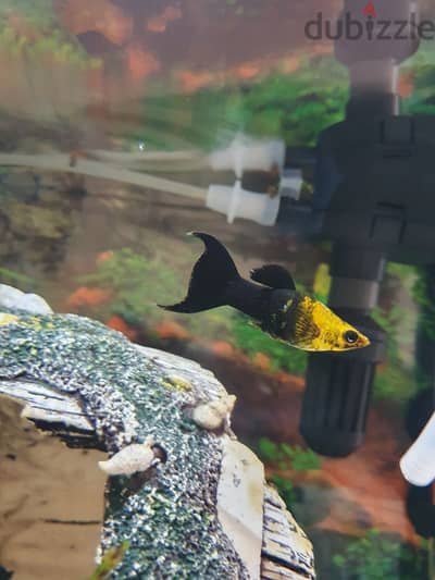 GOLD PANDA MOLLY AQUARIUM FISH