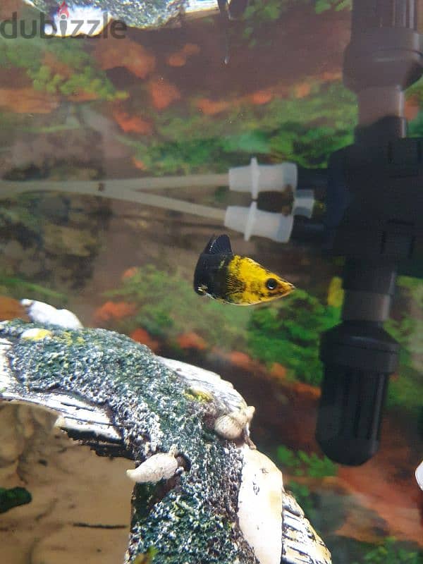 GOLD PANDA MOLLY AQUARIUM FISH 1