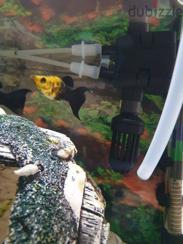 GOLD PANDA MOLLY AQUARIUM FISH 2