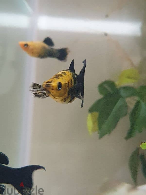 GOLD PANDA MOLLY AQUARIUM FISH 3