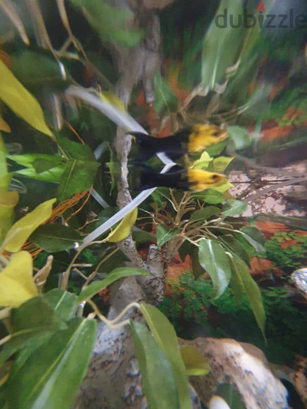 GOLD PANDA MOLLY AQUARIUM FISH 5