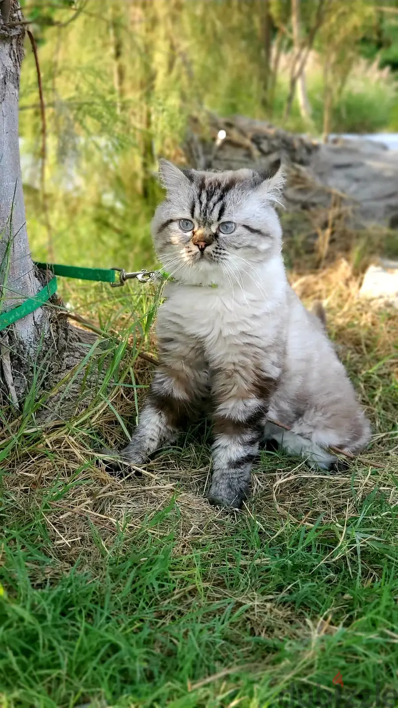 Male cat for Adoption (Free Adoption)