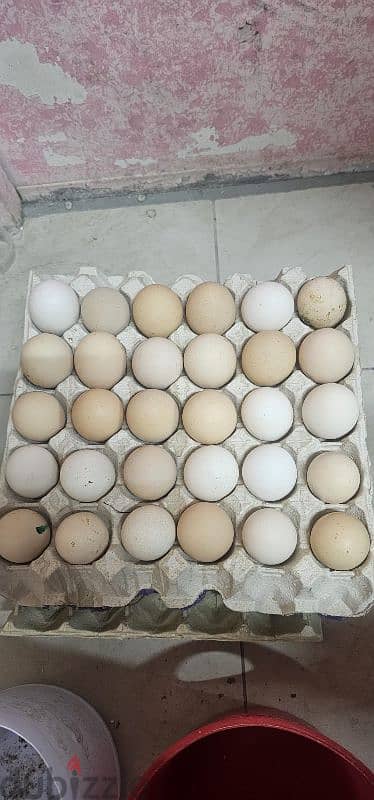 organic chicken & quail eggs for sale