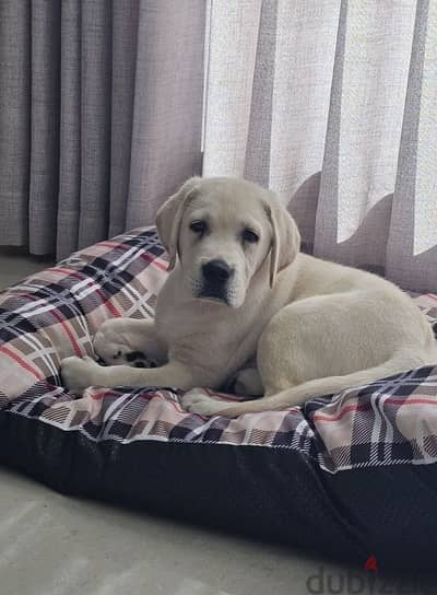 male labrador rutviuler  pupies toplevel available for sell