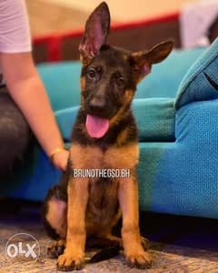 3 months old German Shepherd puppy 0