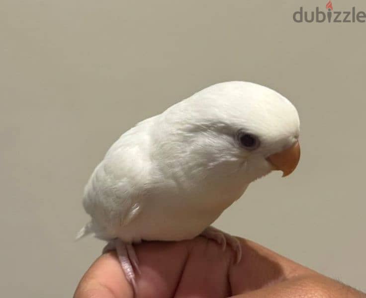 tamed love bird for sale 2
