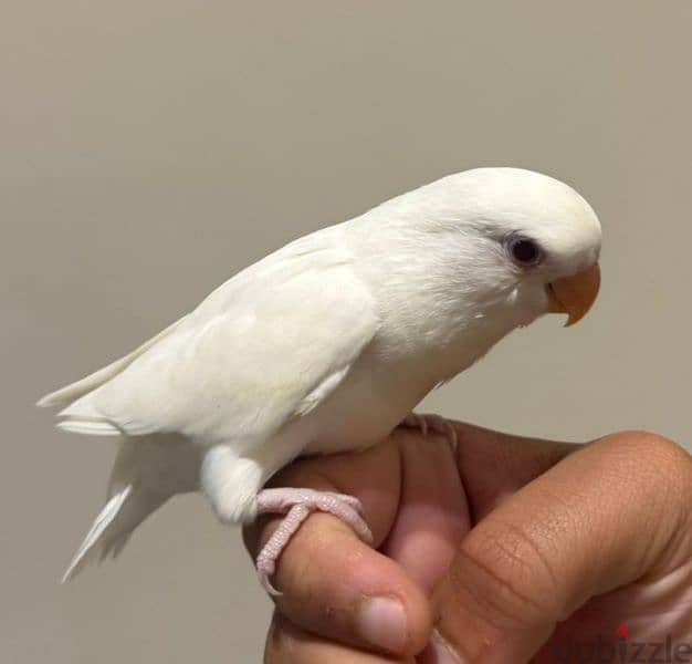 tamed love bird for sale 3