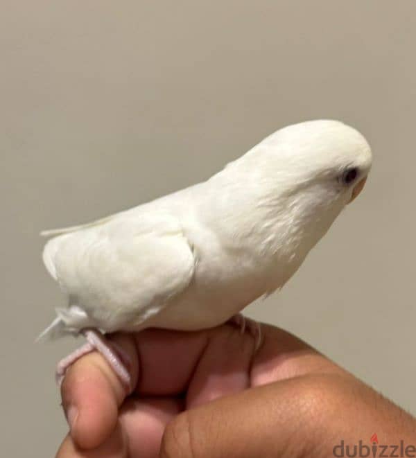 tamed love bird for sale 5