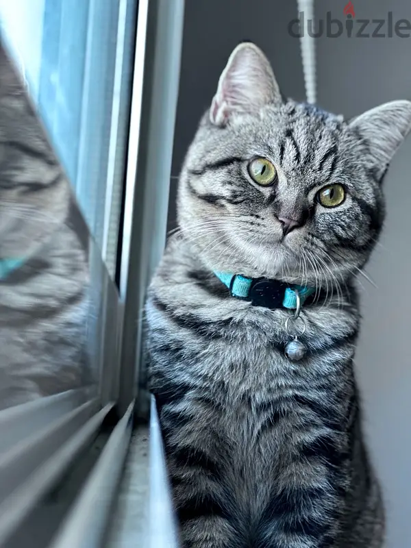 Short Hair Cat Looking for New Home