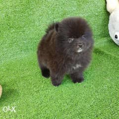 Quality Pomeranian Puppies for sale 0