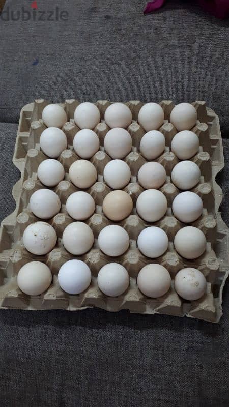 organic farm quail & chicken eggs for sale 1