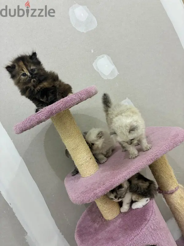 Male Ragdoll Persian Mix