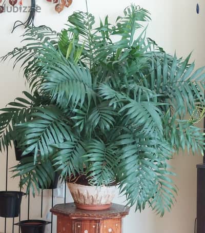 Areca palm indoor plant No bargaining offer discount