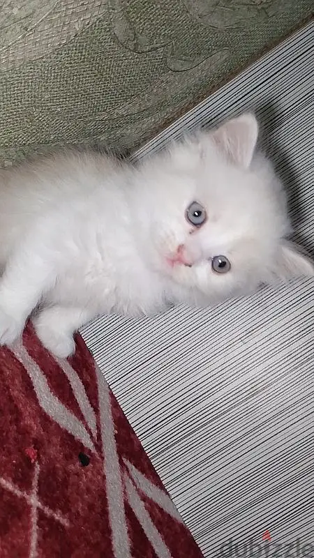 Male Cat 2 months