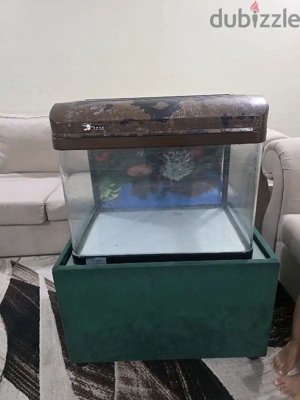 fish tank65719454048387121