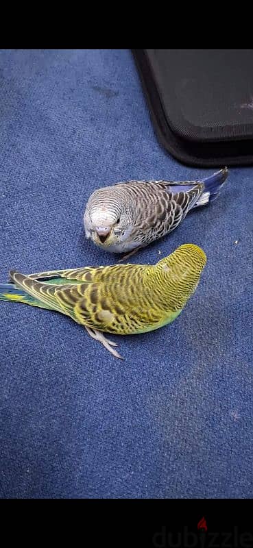 tamed budgies for sale