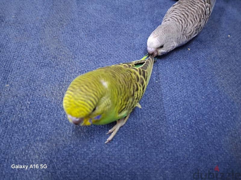 tamed budgies for sale 1