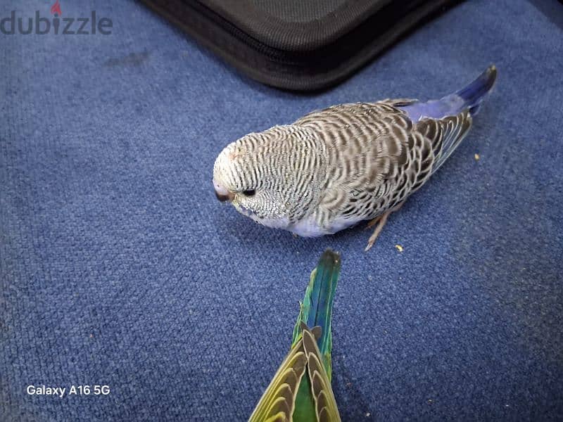 tamed budgies for sale 3