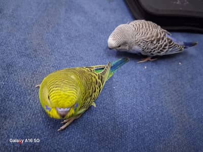 tamed budgies for sale (1pc)