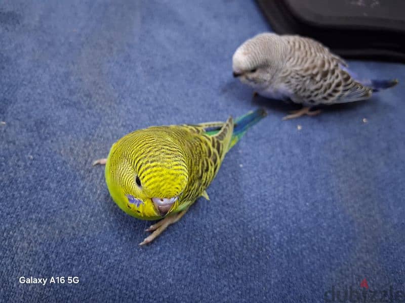 tamed budgies for sale (1pc) 6