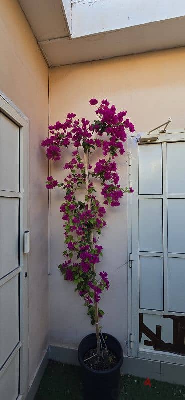 For Sale Bougainvillea Tree