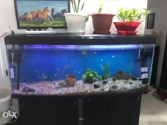 Fish tank 0