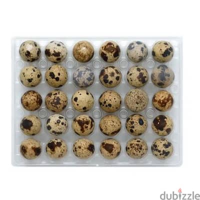 quail eggs urgent for sale