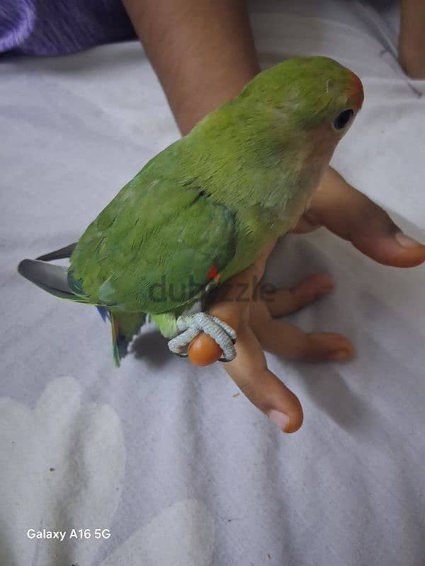 love birds urgent for sale 1piece 1