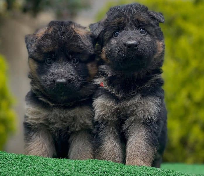 male and female German sheprd puppies long hair top level - Dogs ...