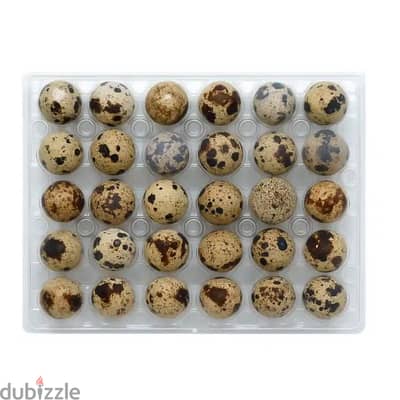 organic farm quail & chicken eggs for sale