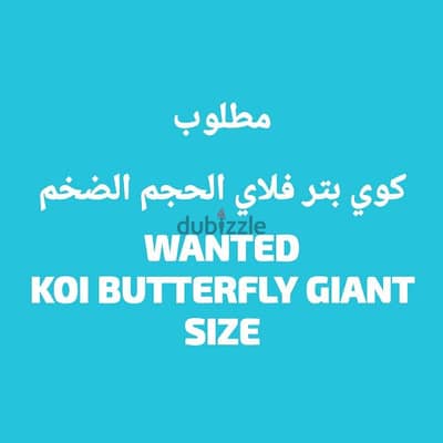 KOI BUTTERFLY