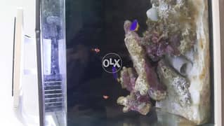 4 fishes in marine nano 70L tanks 0