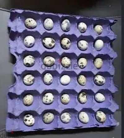 eggs for sale