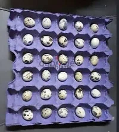 quail eggs urgent for sale