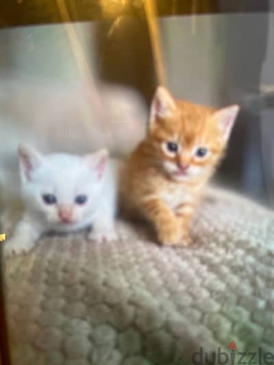 cure kitten