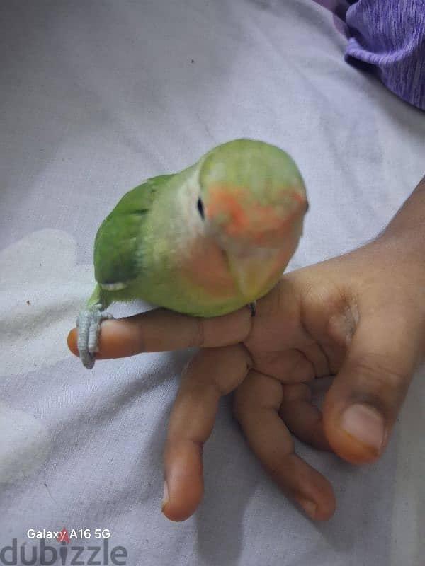 female love bird for sale 1