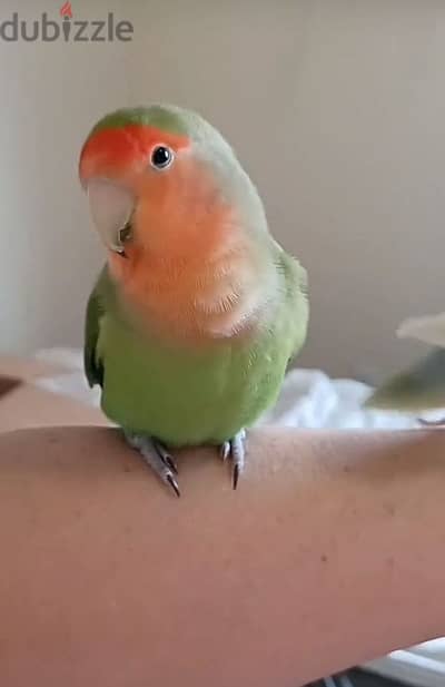 female love bird for sale