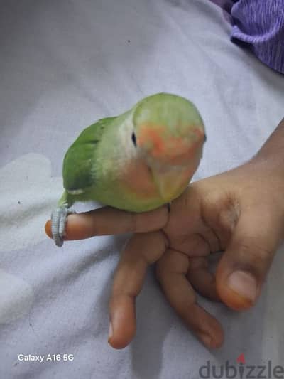 tamed love bird urgent for sale. .