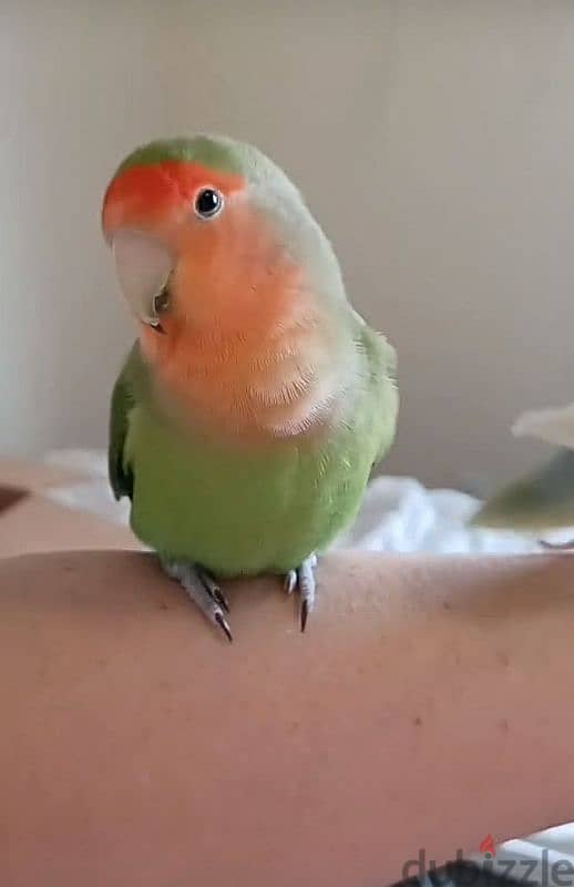tamed love bird urgent for sale. . 2