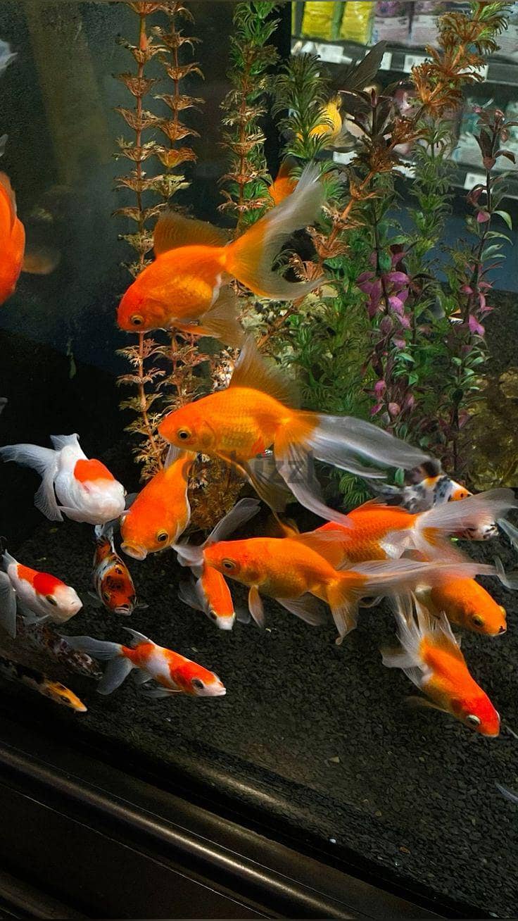 Fish for sale 1