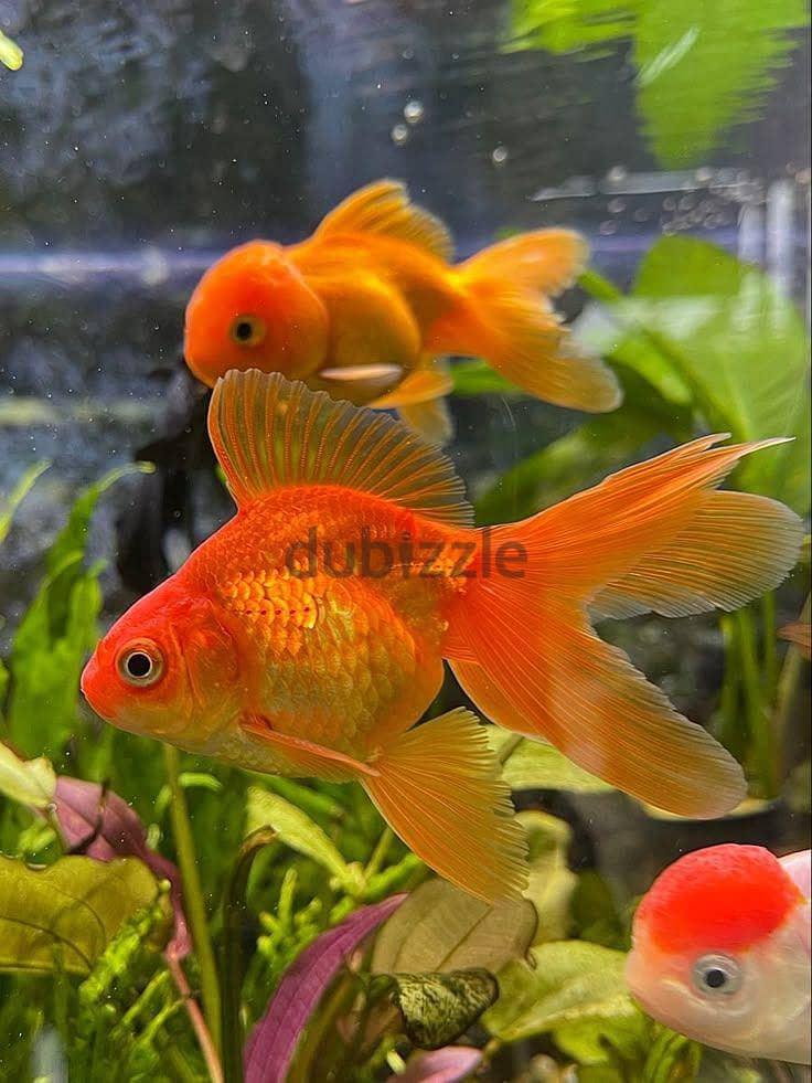 Fish for sale 2