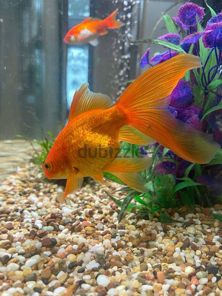 Fish for sale 3