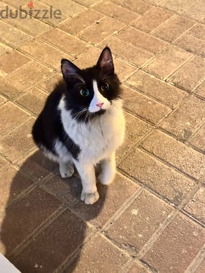 Cat for Adoption | قطة لعوبة للتبني